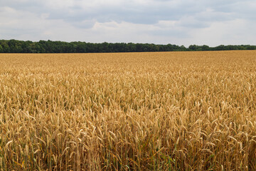 golden wheat field in summer. ripe ear before harvest