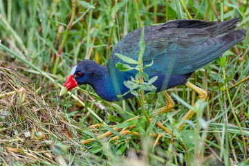 Purple Gallinule Foraging in Marsh in Cameron Parish Louisiana