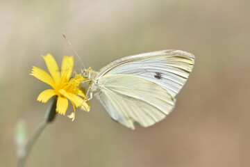 Mariposa sobre flor
