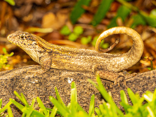 Reptile,
Photography,
chameleon lizard,
wild animal,
Environment,
Avian,
Scenery,
Photo,
Wilderness,
Beautiful,
Wild,
Wildlife,
Domestic,
Rural,
Natural,
Fowl,
Beak,
Bird,
Animal,
Nature,
