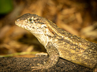 Reptile,
Photography,
chameleon lizard,
wild animal,
Environment,
Avian,
Scenery,
Photo,
Wilderness,
Beautiful,
Wild,
Wildlife,
Domestic,
Rural,
Natural,
Fowl,
Beak,
Bird,
Animal,
Nature,
