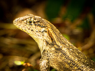 Reptile,
Photography,
chameleon lizard,
wild animal,
Environment,
Avian,
Scenery,
Photo,
Wilderness,
Beautiful,
Wild,
Wildlife,
Domestic,
Rural,
Natural,
Fowl,
Beak,
Bird,
Animal,
Nature,
