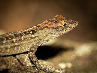 Reptile,
Photography,
chameleon lizard,
wild animal,
Environment,
Avian,
Scenery,
Photo,
Wilderness,
Beautiful,
Wild,
Wildlife,
Domestic,
Rural,
Natural,
Fowl,
Beak,
Bird,
Animal,
Nature,
