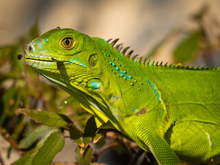 Reptile,
Photography,
chameleon lizard,
wild animal,
Environment,
Avian,
Scenery,
Photo,
Wilderness,
Beautiful,
Wild,
Wildlife,
Domestic,
Rural,
Natural,
Fowl,
Beak,
Bird,
Animal,
Nature,

