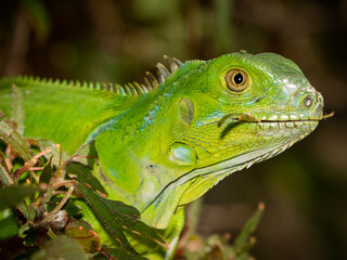 Reptile,
Photography,
chameleon lizard,
wild animal,
Environment,
Avian,
Scenery,
Photo,
Wilderness,
Beautiful,
Wild,
Wildlife,
Domestic,
Rural,
Natural,
Fowl,
Beak,
Bird,
Animal,
Nature,
