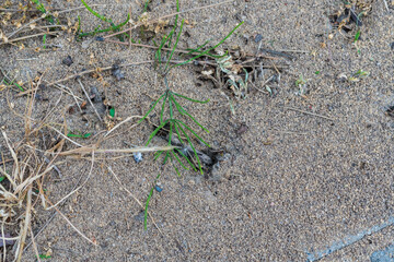 ants walking around on the ground