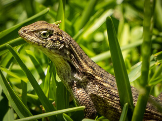 Reptile,
Photography,
chameleon lizard,
wild animal,
Environment,
Avian,
Scenery,
Photo,
Wilderness,
Beautiful,
Wild,
Wildlife,
Domestic,
Rural,
Natural,
Fowl,
Beak,
Bird,
Animal,
Nature,
