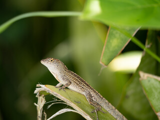 Reptile,
Photography,
chameleon lizard,
wild animal,
Environment,
Avian,
Scenery,
Photo,
Wilderness,
Beautiful,
Wild,
Wildlife,
Domestic,
Rural,
Natural,
Fowl,
Beak,
Bird,
Animal,
Nature,
