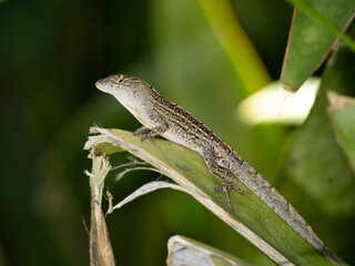 Reptile,
Photography,
chameleon lizard,
wild animal,
Environment,
Avian,
Scenery,
Photo,
Wilderness,
Beautiful,
Wild,
Wildlife,
Domestic,
Rural,
Natural,
Fowl,
Beak,
Bird,
Animal,
Nature,
