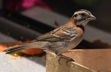 tico-tico