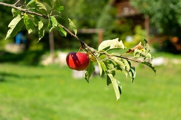 Fresh ripe red apple growing on the tree in the garden. Slovakia