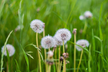 dandelions in the grass close up