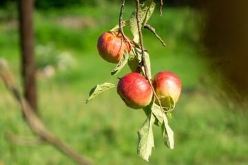 Fresh ripe red apple growing on the tree in the garden. Slovakia