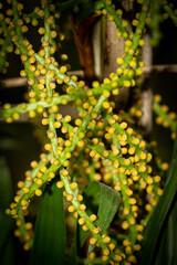 South Florida Flowers Urban Environment