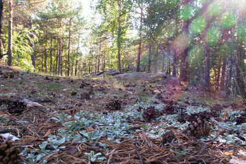 Cones in the forest