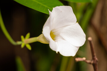 South Florida Flowers Urban Environment
