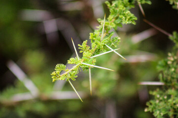 acacia tree thorns
