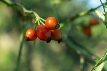 Rosehip fruit on the tree in the nature. Slovakia