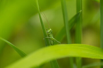 larva of a great green bush cricket (Tettigonia viridissima) sitting on a vertical stalk of grass in a meadow on a spring day