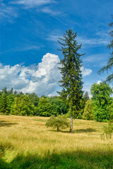 Proud tree in yellow field on sunny day