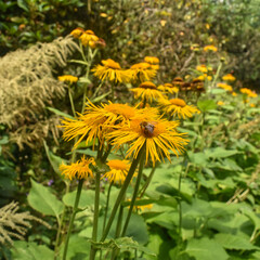 Bee on yellow flowers