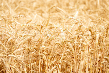 backdrop of ripening ears of yellow wheat field on the sunset cloudy orange sky background.