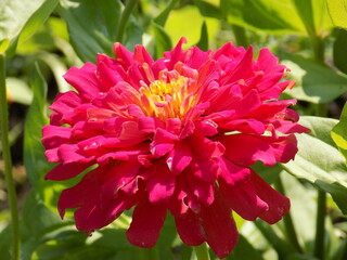 A sunny day. The red zinias are blooming luxuriantly.