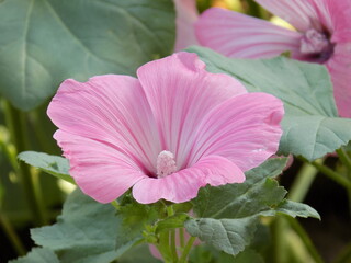 A sunny day. Lavatera blooms beautifully.