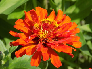A sunny day. The red zinias are blooming luxuriantly.