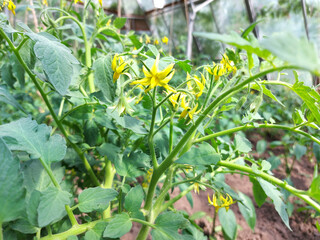 tomato blooms in a greenhouse. vegetable growing, horticulture, plant, summer.