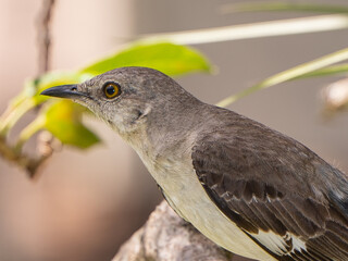 South Florida Birds Urban Environment