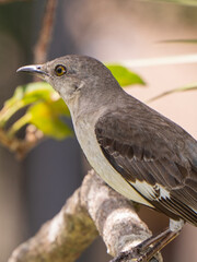 South Florida Birds Urban Environment