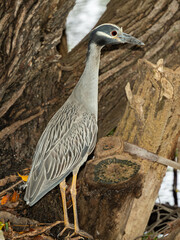 Naklejka premium South Florida Birds Urban Environment