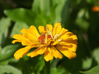 A sunny day. Yellow flowers bloom luxuriantly .