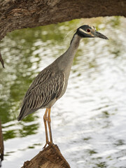 South Florida Birds Urban Environment