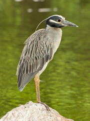 South Florida Birds Urban Environment