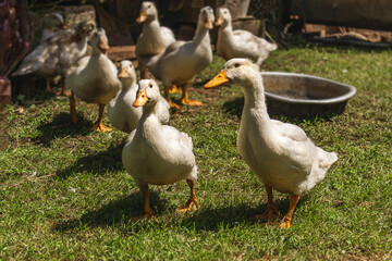 There are a lot of ducks in the open air. White ducks walk on the green grass on a sunny summer day. White domestic ducks in the courtyard of a rural house.