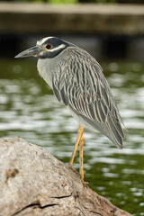 South Florida Birds Urban Environment