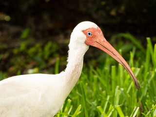 South Florida Birds Urban Environment