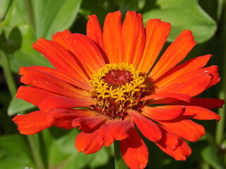 A sunny day. The red zinias are blooming luxuriantly.