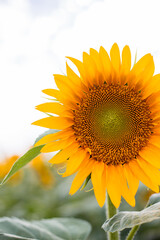 Yellow Sunflower field rural landscape. Harvest time agriculture farming oil production. Healthy oils