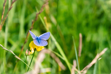 Blue butterfly on a yellow flower in a meadow