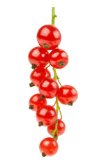 Sprig of ripe red currant isolated on white background.