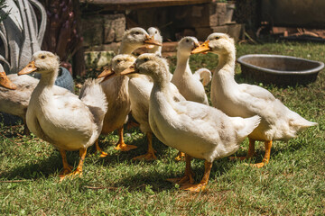 Lots of ducks outdoors on a sunny day. White ducks in the courtyard of a rural house. White domestic ducks walk on the green grass.