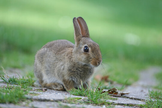 Close-up of a wild rabbit