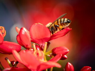 South Florida Insects Urban Environment