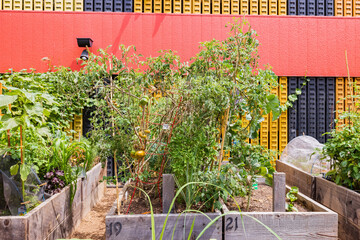 Many plants growing in the Spring Street Community Garden