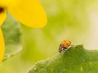 South Florida Insects Urban Environment