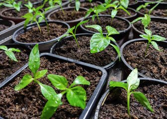 Young plants planted in pots. Preparing for the season.
