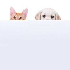 Cat and dog peeking over sign isolated